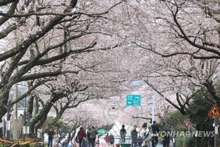 Jeju's 'Jeju Cherry Blossom Festival' to Open on Marh 29