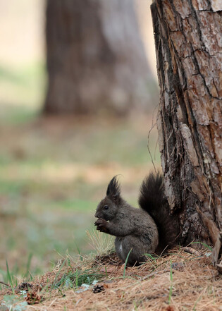 Squirrel