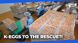 Are Korean eggs going to rescue Americans from soaring prices - while raising them at home?