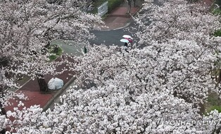 '연분홍 물결' 제주 벚꽃 만발…지난해보다 5일 일러