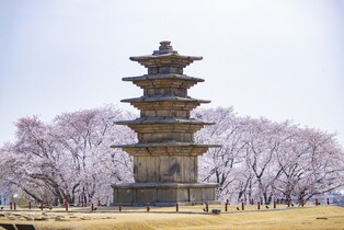 "벚꽃 구경 오세요" 익산시, 4월 시티투어 운영