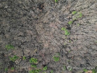강릉벚꽃축제 축하 행사·공연 취소…영남권 대형산불 애도