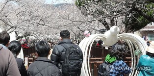 산불로 행사 축소·꽃샘추위에도 진해군항제 상춘객 '북적'