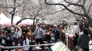 Cherry blossoms in Jinhae