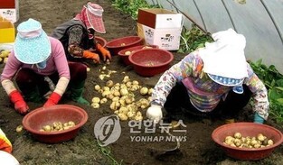 "맛있는 김제 광활햇감자 캐보세요"…4월 19∼20일에 체험행사