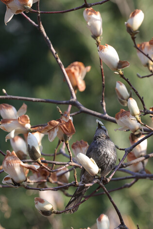 Flowers damaged by unseasonable cold weather