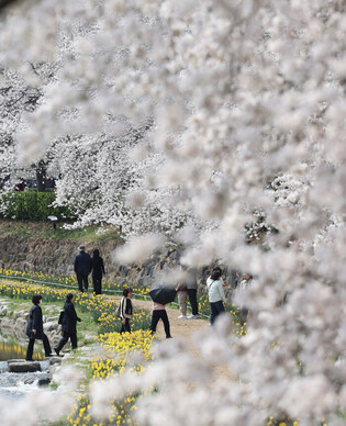 Cherry blossoms in S. Korea