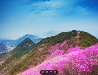 영남권 대형산불 여파, 창원 천주산 진달래 축제도 취소