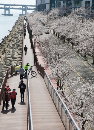Cherry blossoms in S. Korea