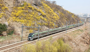 Forsythia blossoms bloom on Seoul mountain
