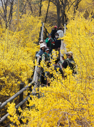 Forsythia blossoms bloom on Seoul mountain