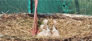 김해 황새부부, 입양한 알 품어 3마리 첫 자연부화 성공