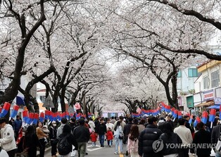 벚꽃축제 바가지요금 논란에 제주도 "음식사진·모형 게시 권고"