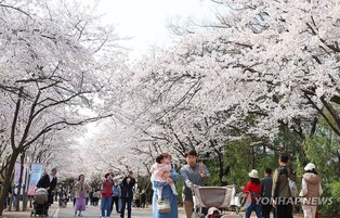 尹 선고일 지정·산불 여파…인천 벚꽃축제 취소·연기