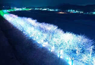"밤이 더 아름다운 보청천 벚꽃길" 보은군 4∼13일 축제