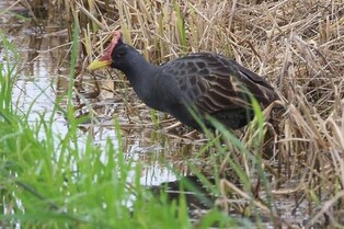 뜸부기 서식지 보호…서산 뜸부기쌀 재배 10㏊ 휴경