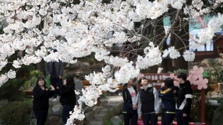 수령 100년 넘은 국내산 왕벚나무 만개한 교정 '봄기운 물씬'