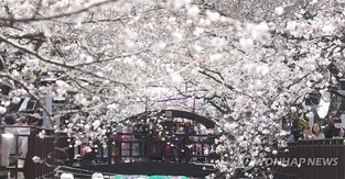 진해군항제, 9일간 벚꽃여정 마침표…차분함 속 상춘객 발길