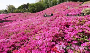 군포문화재단, 군포철쭉축제 숏츠영상·서포터즈 모집