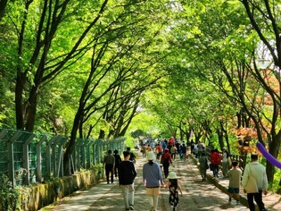 '꽃망울 터지는 봄의 향연' 보령 옥마산 봄꽃 축제 12일 열려