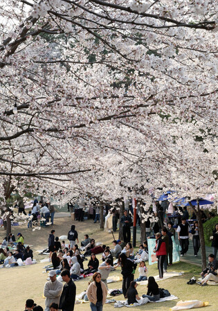 Cherry blossom viewing