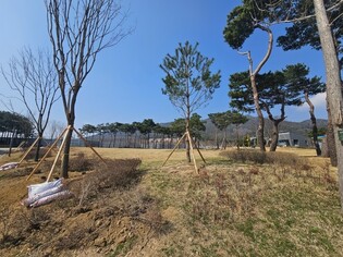 내포신도시 홍예공원에 정이품송 자목 등 1천여그루 뿌리 내려