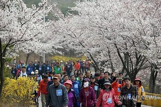 인천 장봉도 벚꽃 축제 취소…비 예보에 개화도 늦어