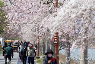 '어느새 활짝 핀 봄꽃'…강원 동해안서 봄 축제 잇따라