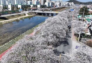 '정읍 벚꽃축제' 사흘간 15만명 다녀가…경제활성화 효과도 톡톡