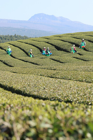 Green tea picking