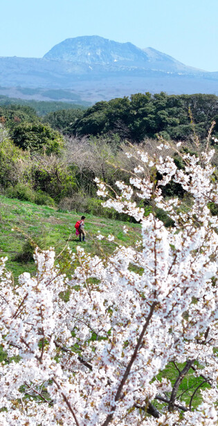 Picking edible wild plants
