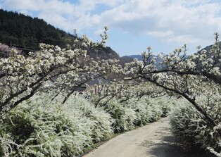 "보령 무궁화수목원서 봄꽃과 함께 지친 심신 충전하세요"