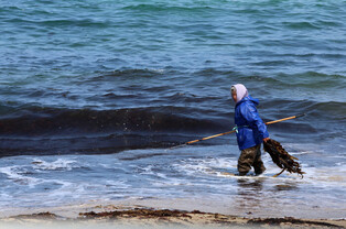 Seaweed washed ashore