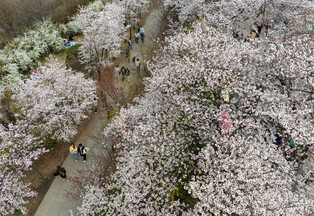 Spring flower festival in Seoul