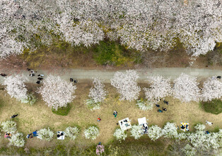 Spring flower festival in Seoul