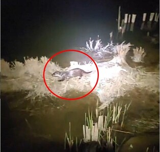 충남 내포신도시 홍예공원서 천연기념물 수달 발견돼