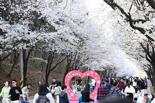 꼭 가봐야 할 경기도 벚꽃 도로 3대 명소는 여주·광주·가평