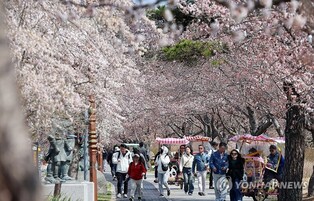 대형산불로 차분히 열린 경포벚꽃축제…벚꽃으로 따뜻한 위로