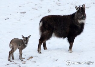 지난겨울 산양 31마리 폐사…'집단폐사' 직전해 4% 수준 '뚝'