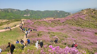 '진분홍빛 산상 화원' 합천 황매산 철쭉제 내달 1∼11일 개최