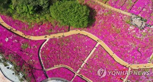 군포철쭉축제 드론쇼·불꽃행사 취소…"영남 산불 피해 애도"