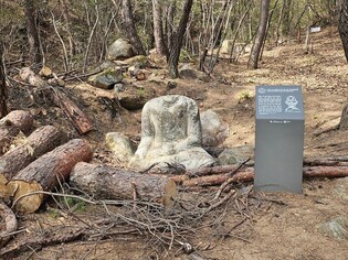 경주시 재선충감염목 제거사업 관리 부실…"문화재 훼손 우려"