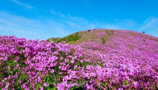 '연분홍 꽃바다' 보성 일림산 철쭉제 5월 3~5일 개최