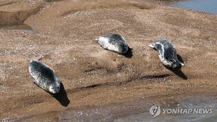 충남도, 가로림만 점박이물범 관리위원회 구성