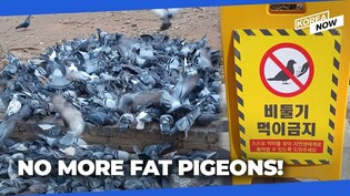 Seoul City to impose fine of up to 1 million won ($682) on those caught feeding piegeons