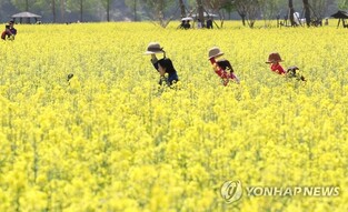 꽃구경하고 온천·맛집 즐긴다…창녕 힐링 봄축제 잇따라 개최
