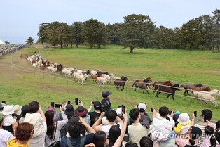 제주마 100여마리 초원 질주…19∼20일 제주마 입목축제