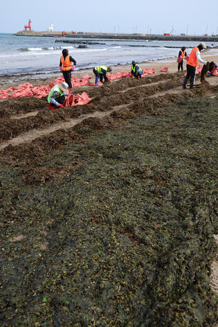 Removing clumps of seaweed washed ashore