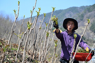 Harvesting edible shoots of angelica trees