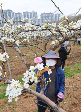 Artificial pollination